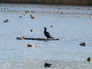 Cormorant – Kormoran
